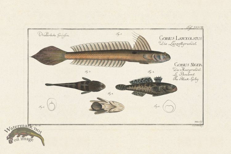 (image for) BLOCH FISH 038