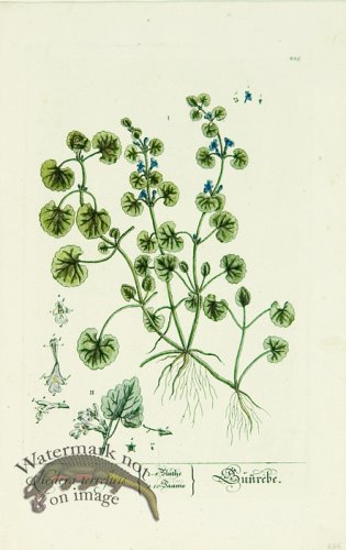 (image for) Blackwell German 037