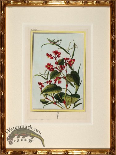 (image for) Buchoz Botanicals in Bamboo 11