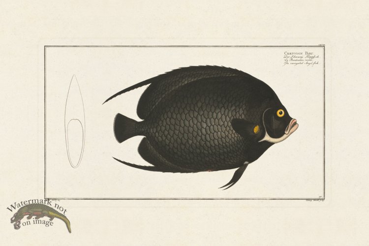 (image for) BLOCH FISH 197