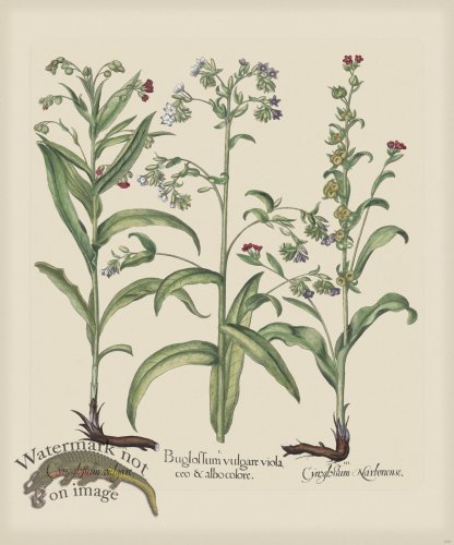 (image for) Besler 243 Colored B2