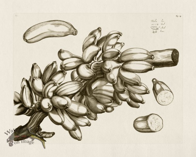 (image for) HORTUS VOL 01 14