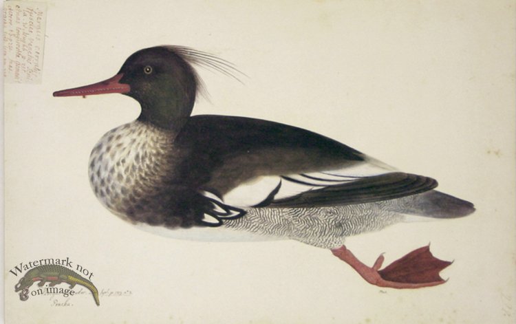 228 Swedish Birds . Mergus Serrator, Red-breasted merganser, Mal