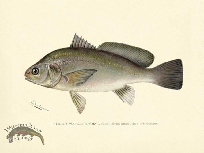 (image for) Fresh - Water Drum