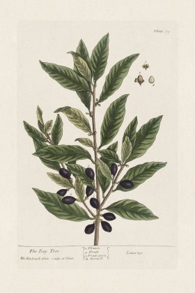 BEE 175 The Bay Tree