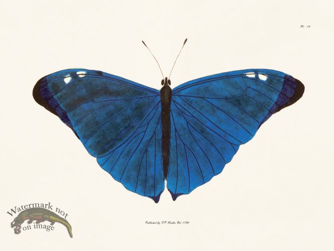 (image for) Nodder BF 19