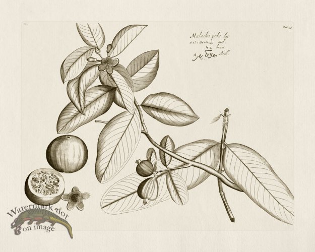 (image for) HORTUS VOl 03 35