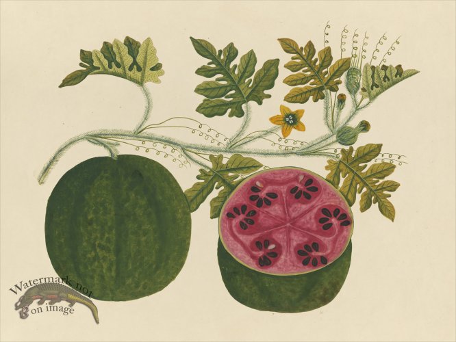 (image for) Far East Fruit and Flowers 29