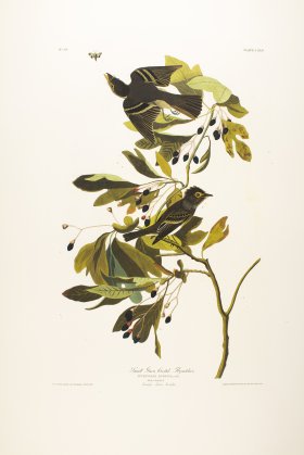 Small Green Crested Flycatcher