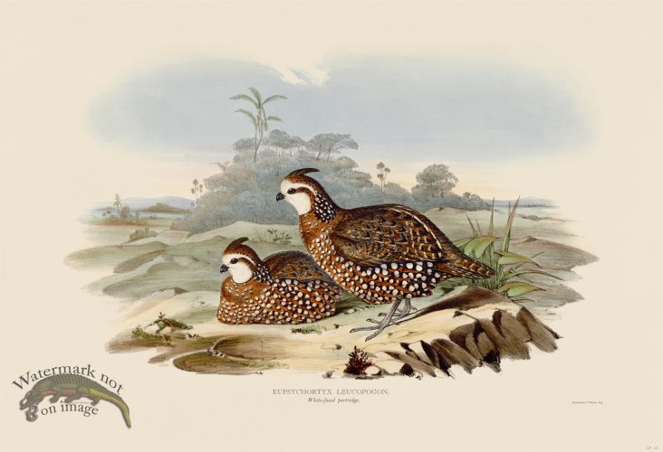 (image for) 13 Whie-faced partridge