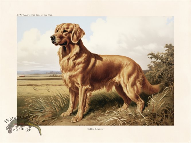 (image for) CFA Dog Golden Retriever 01
