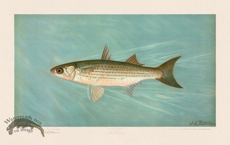 (image for) Striped Mullet