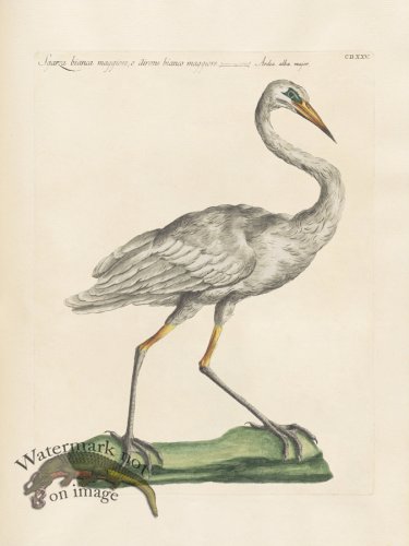 (image for) Manetti 425