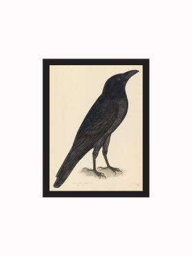 Rudbeck CFA_BF 15 Raven