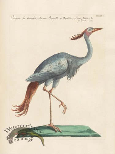 (image for) Manetti 435