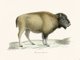 Cuvier 065 Young Female Bison