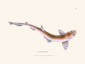 053 Lesser Sppoted Shark