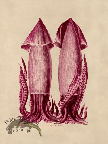 (image for) Octopus Pink 43