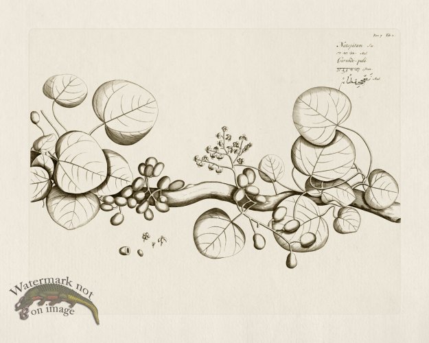 (image for) HORTUS VOl 07 01