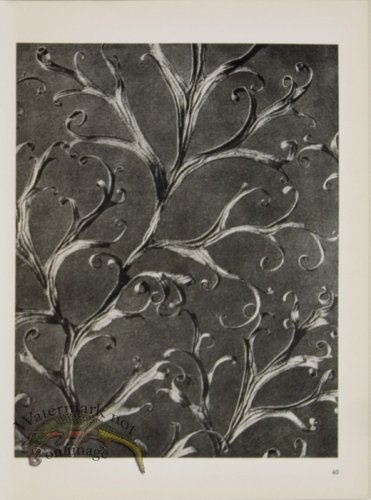 (image for) Blossfeldt T 040