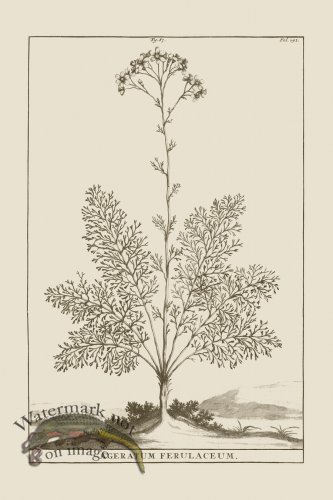 (image for) Abraham Munting 087