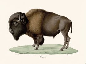 Cuvier 064 Bison