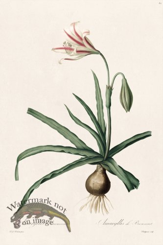 (image for) Les Liliacees Redoute 062