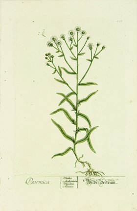 Blackwell German 251