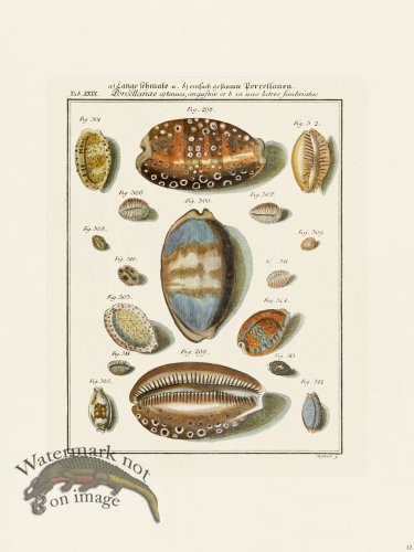 (image for) Martini Shells 012