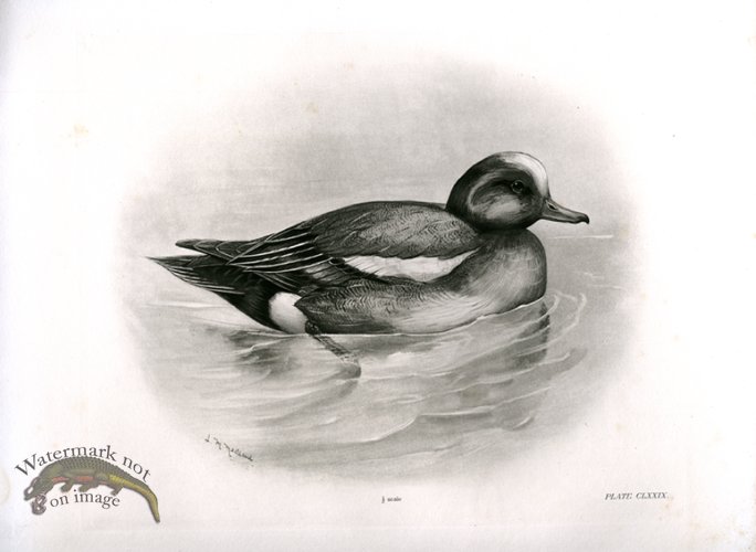 (image for) Bird 14 WIGEON