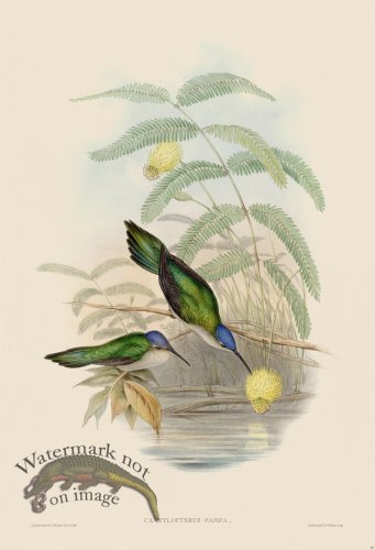 (image for) Gould Hummingbird 043