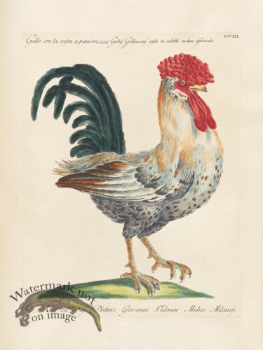 (image for) Manetti 208