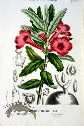 (image for) Botanical