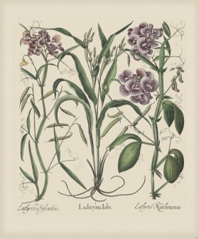 Besler 299 Colored B2