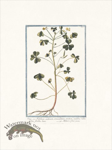 (image for) Bonelli 033 Oxys