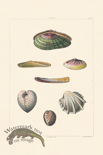 (image for) Perry Shell 57