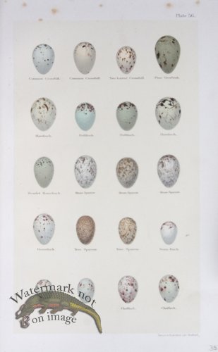 (image for) Seebohm Eggs 33