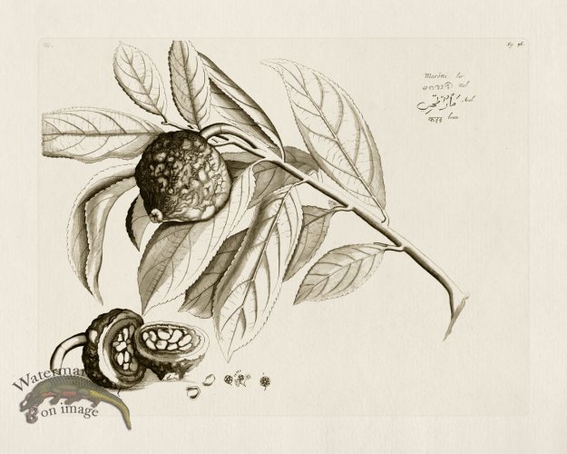 (image for) HORTUS VOL 01 36