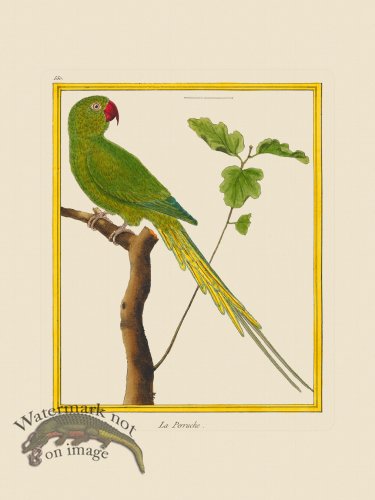 (image for) Martinet Bird 550