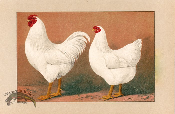 (image for) Chicken 40