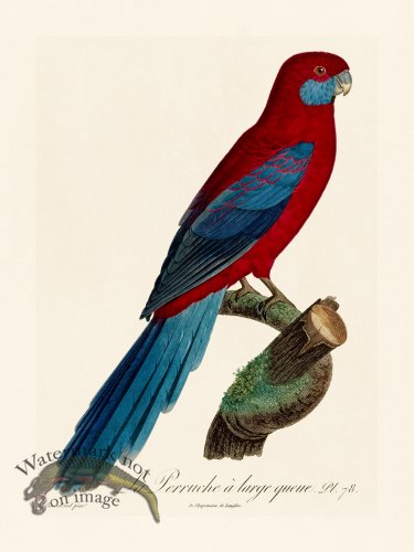 (image for) Barraband Parrot 078