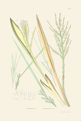 Rodrigues Palm Front 058