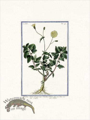 (image for) Bonelli V8 004