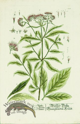 (image for) Blackwell German 162