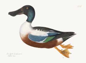 Rudbeck 246 Shoveller 24x18