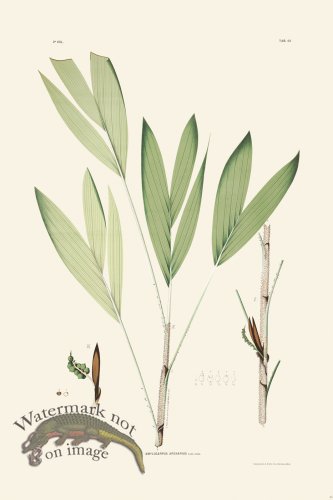 (image for) Rodrigues Palm Front 046