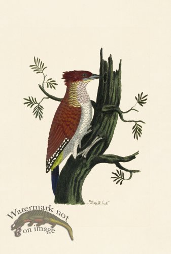 (image for) Pennant Zoology 089