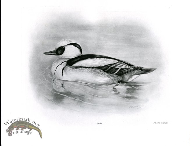 (image for) Bird 24 SMEW