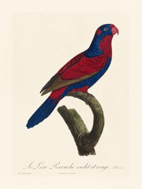 Barraband Parrot 053