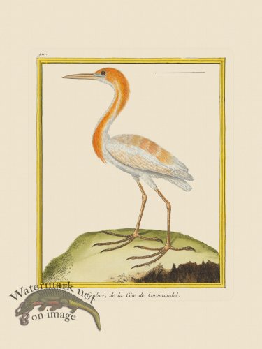 (image for) Martinet Bird 910